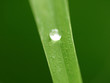 Goutte d'eau sur une feuille