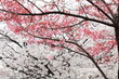 陽光桜 (東京・上野公園)