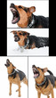 set of images with angry dog with bared teeth
