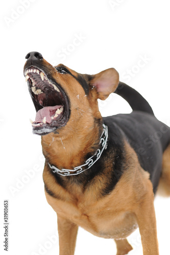 Photo: set of images with angry dog with bared teeth set of images with angry dog with bared teeth