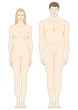 male and female body templates male and female body templates