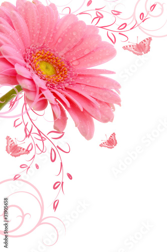 Foto: Gerbera,Blumenhintergrund Gerbera,Blumenhintergrund