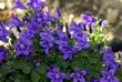 campanula viola