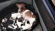 Jack Russel Welpen