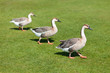 Gänsemarsch