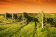 Evening view of the vineyards Evening view of the vineyards