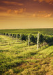 Evening view of the vineyards