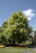A sprading Horse Chestnut Tree under ablue spring sky