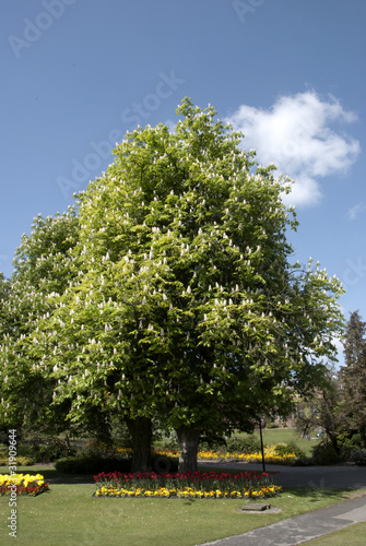 Photo: A sprading Horse Chestnut Tree under ablue spring sky A sprading Horse Chestnut Tree under ablue spring sky