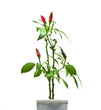 chili pepper