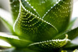 feuille d'aloé vera
