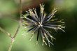 Macro of Spanish Needle