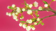 Timelapse blooming cherry branch