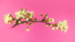 Timelapse blooming cherry branch