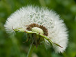 pusteblume pusteblume