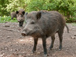 wildschwein mama
