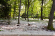 Pollen / Allergie im Wald