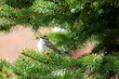 Morning Sparrow Song