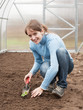 woman resetting strawberry sprouts woman resetting strawberry sprouts