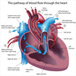 Pathway of blood flow through the heart, eps8