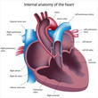 Heart cross section, eps8