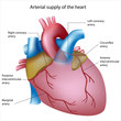 Coronary arteries, eps8