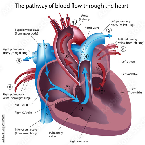 pathway of blood. Pathway of lood flow through