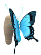 papillon et chrysalide