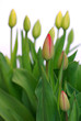 tulip buds