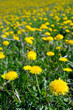 dandelion-field