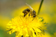 bee