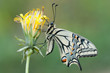Papilio machaon