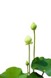 Lotus flower  isolated on white