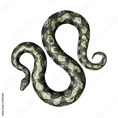Illustration: Boa Constrictor Boa Constrictor
