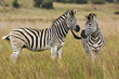 A pair of Burchell's zebras in savanna A pair of Burchell's zebras in savanna