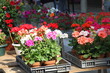 les géraniums du marché