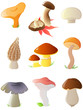 glossy forest mushrooms