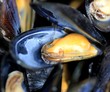 moules
