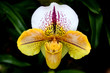 Frauenschuh - Paph. usitanum