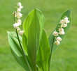 muguet