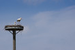 Vogelnest Storch © Matthias Buehner