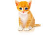 cute orange kitten