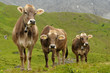 Vaches laitières dans les Alpes