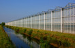 Greenhouse in the netherlands