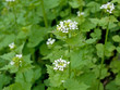 Knoblauchsrauke - Alliaria petiolata