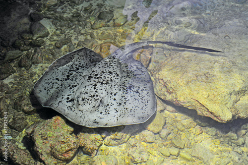 Photo: Giant spotted stingray Giant spotted stingray