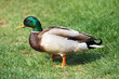 canard canard