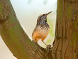 Cactus Wren perched in a tree fork