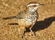 Portrait of a Cactus Wren