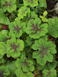 Photo: Large branch fluff Leaf Garden Pattern Large branch fluff Leaf Garden Pattern